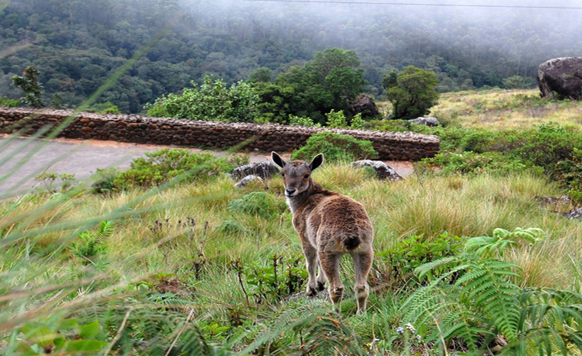 Eravikulam National Park